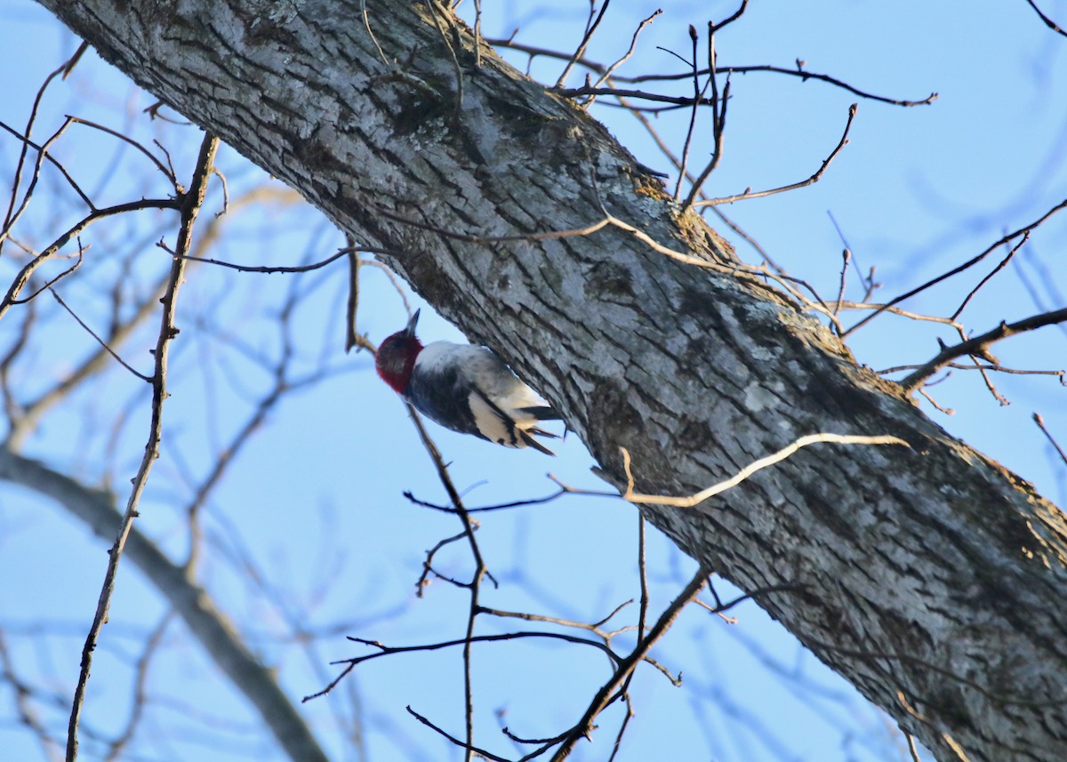 Red-headed Woodpecker - ML220319421