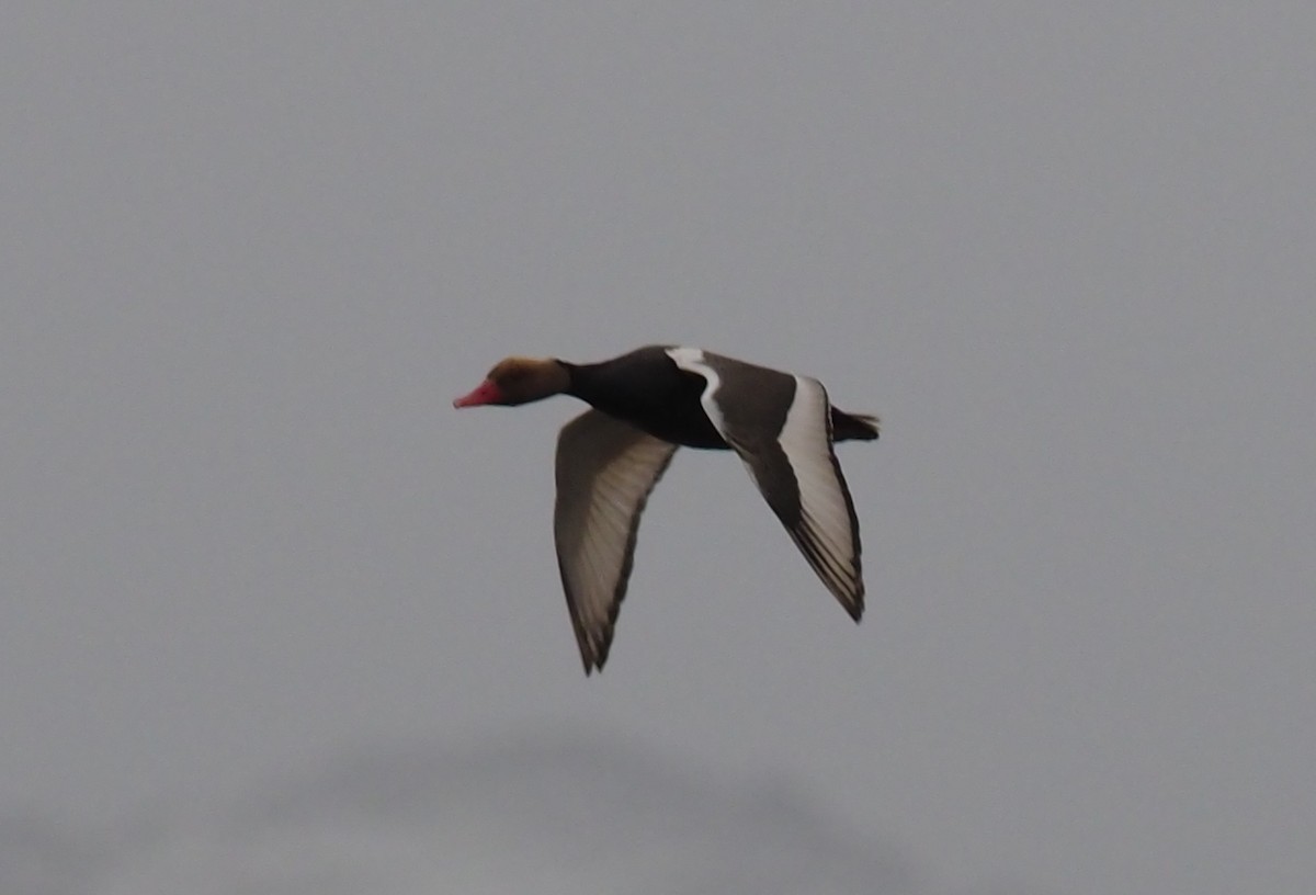 Red-crested Pochard - ML220320511