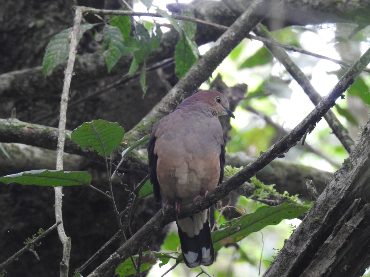 Ochre-bellied Dove - Fernando Angulo - CORBIDI