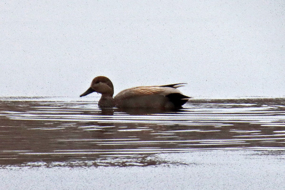 Gadwall - Ronald Harrower