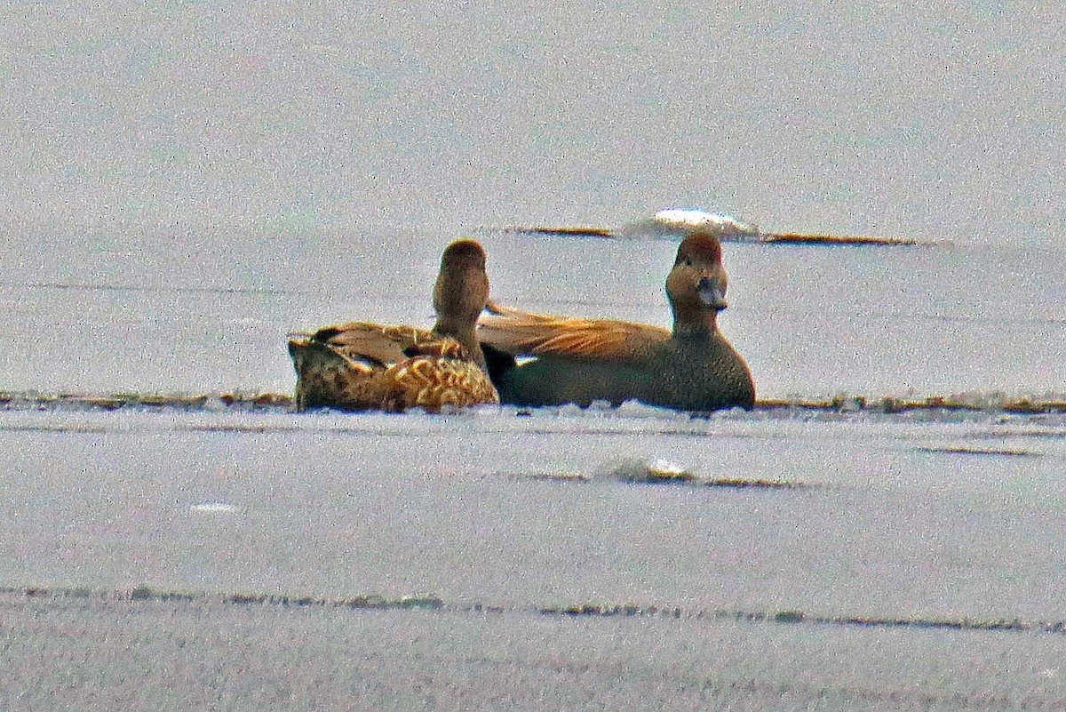 Gadwall - ML220323681