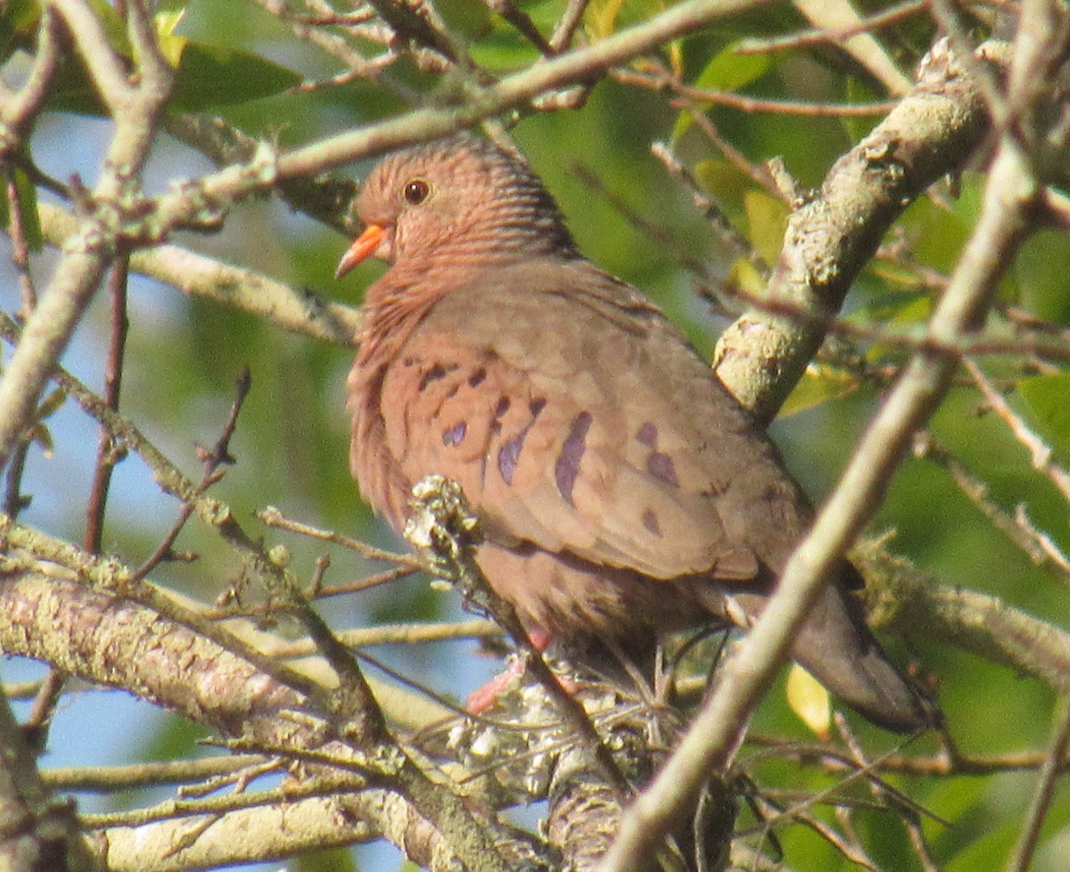 Common Ground Dove - ML220323961