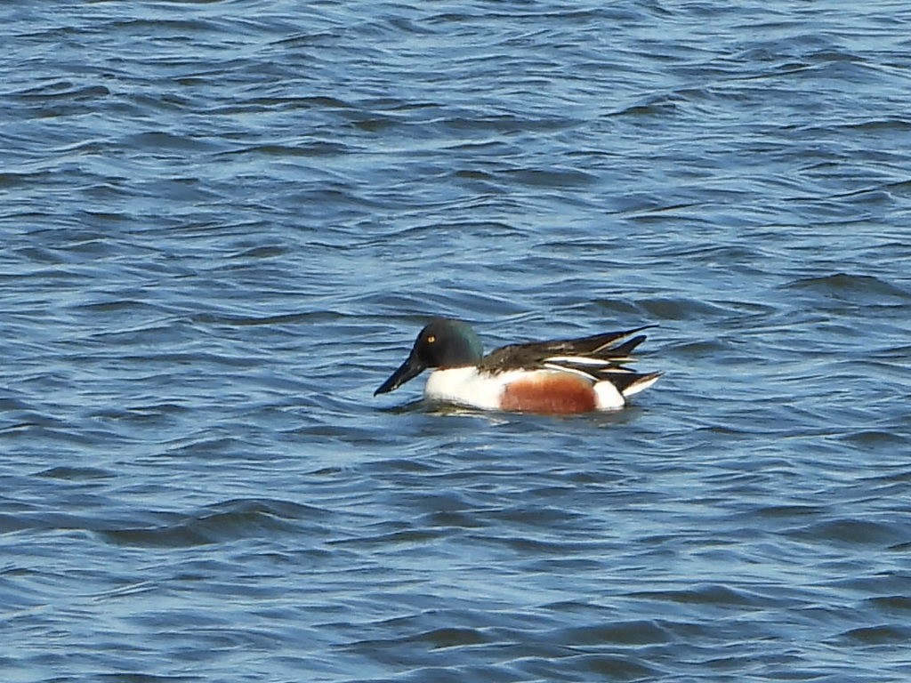 Northern Shoveler - ML220325831