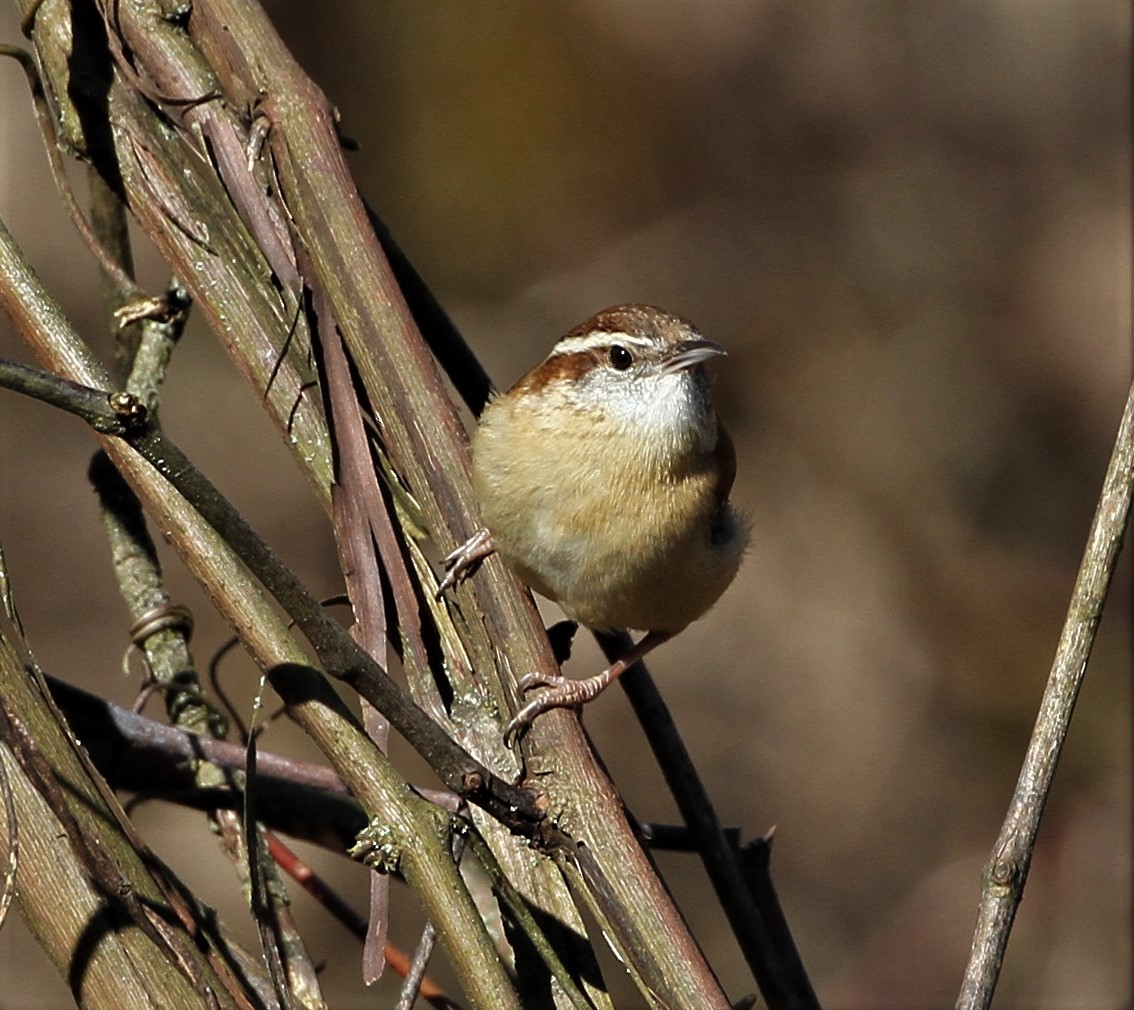 Carolina Wren - ML220326211