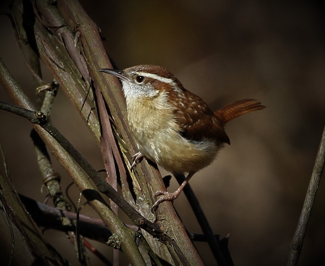 Carolina Wren - ML220326221