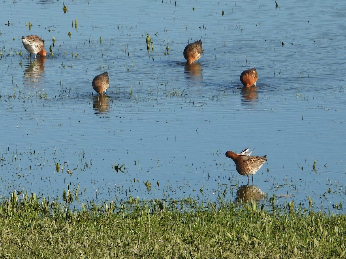 Black-tailed Godwit - ML220326261