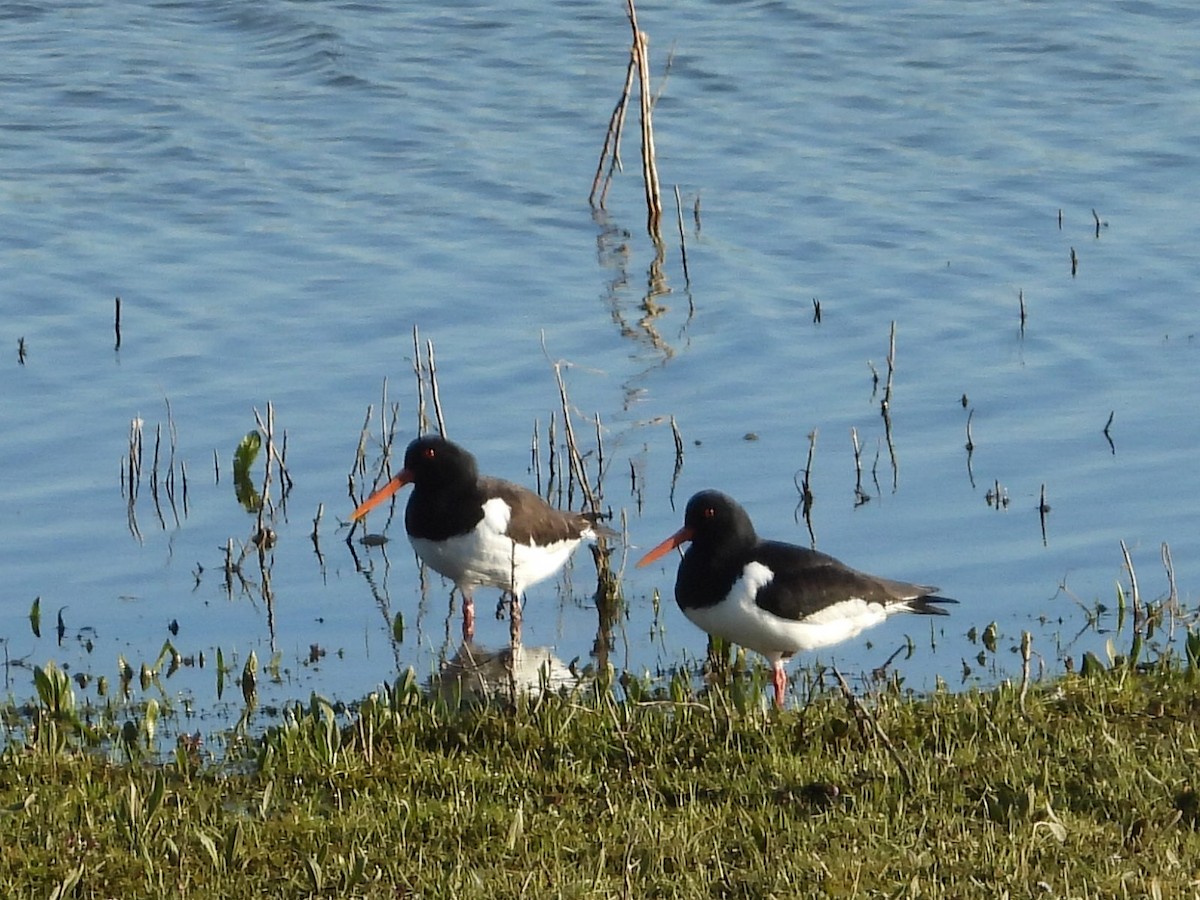 Eurasian Oystercatcher - Jan Roedolf