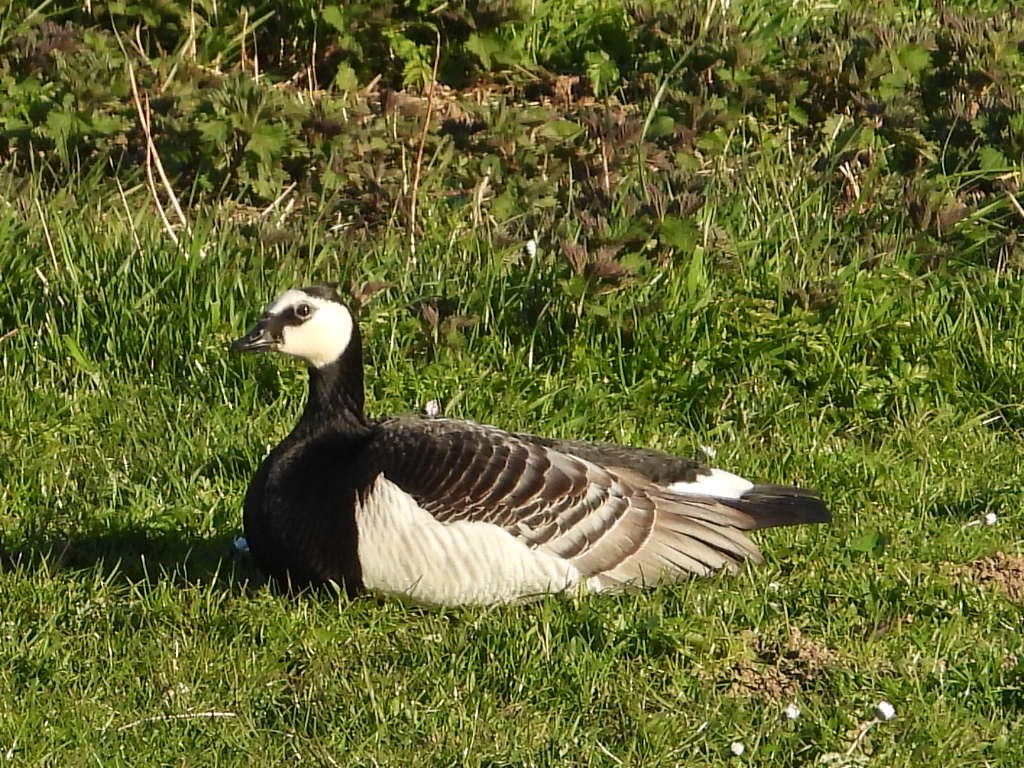 Barnacle Goose - ML220327121