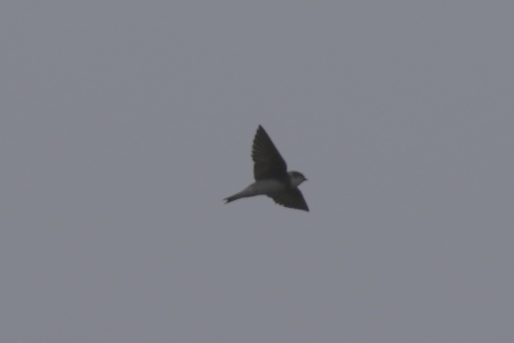 Bank Swallow - ML220327161