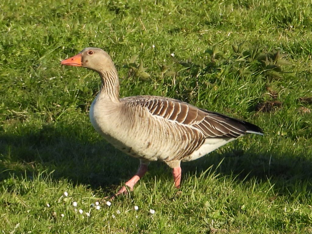 Graylag Goose - ML220327221