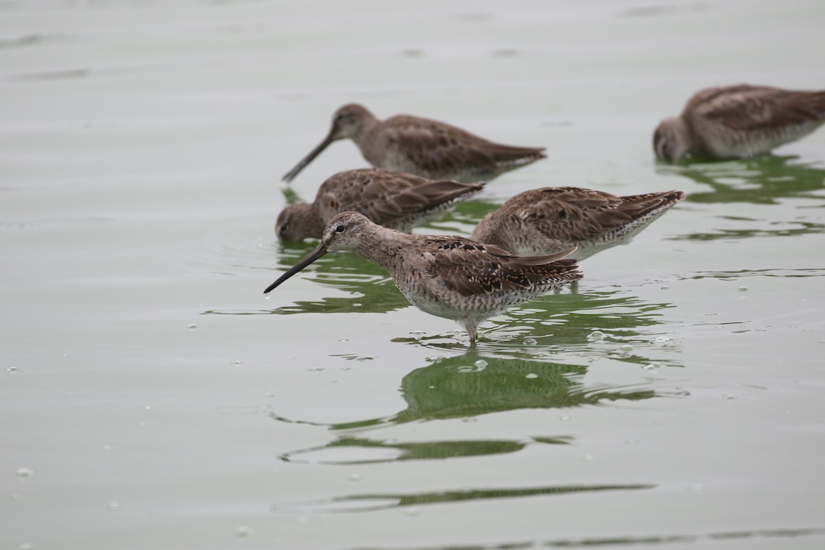 langnebbekkasinsnipe - ML220327251