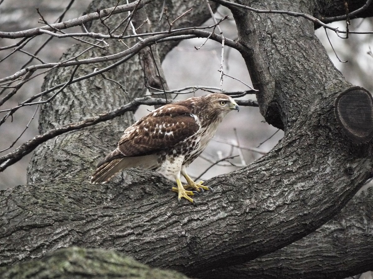 Red-tailed Hawk - ML220327301