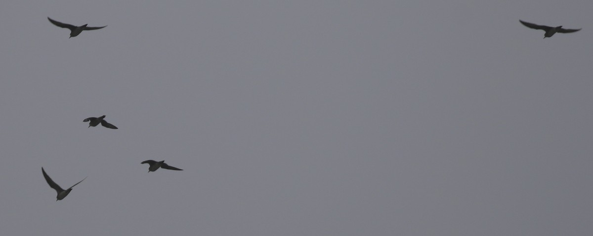 Black-bellied Plover/golden-plover sp. - ML220327441