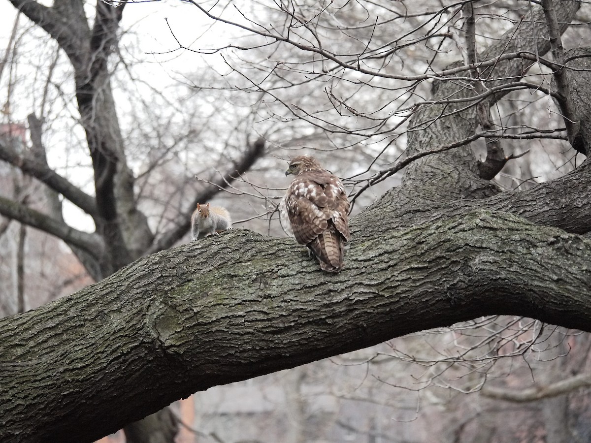 Red-tailed Hawk - ML220327781