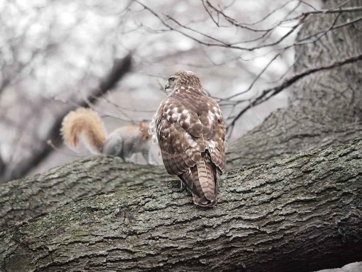 Red-tailed Hawk - ML220327831