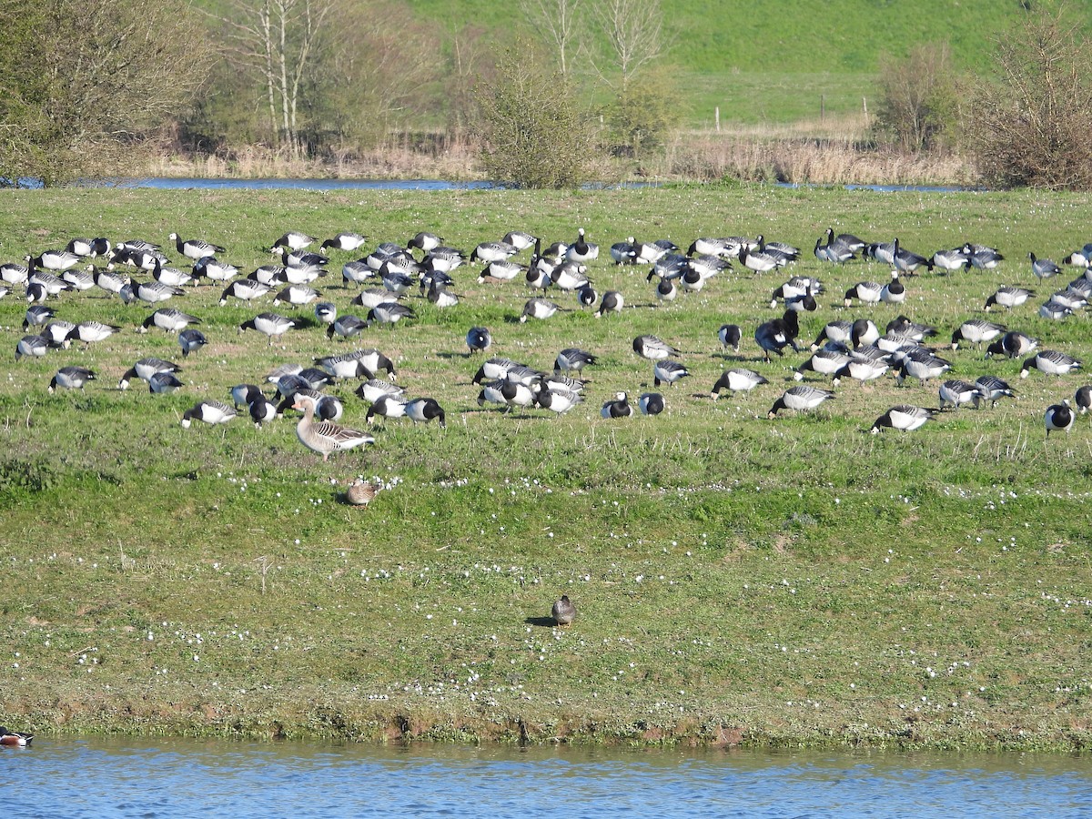 Barnacle Goose - ML220327941