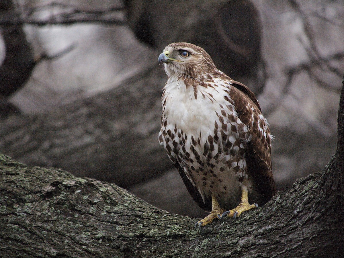 Red-tailed Hawk - ML220329511