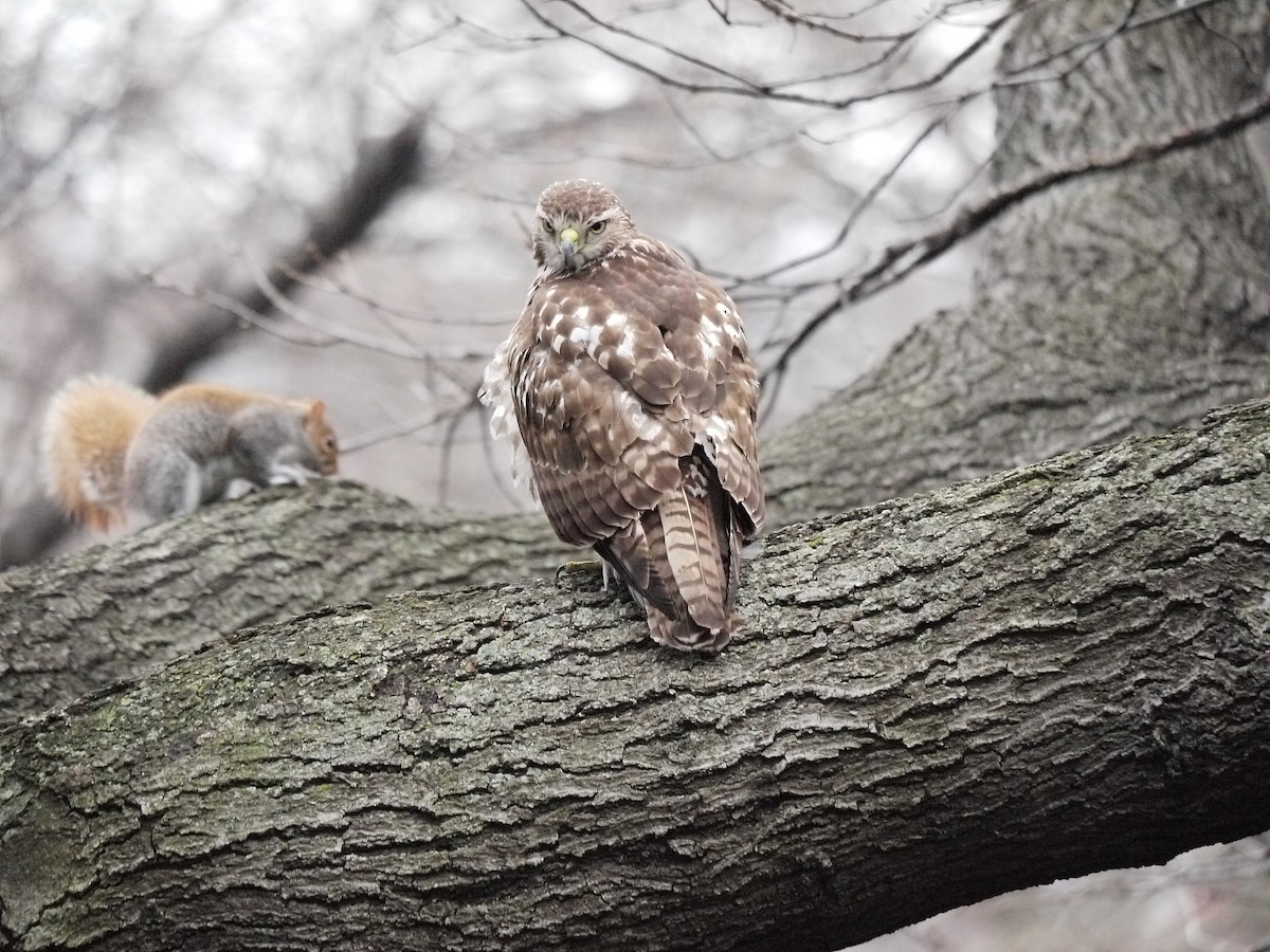 Red-tailed Hawk - ML220329661