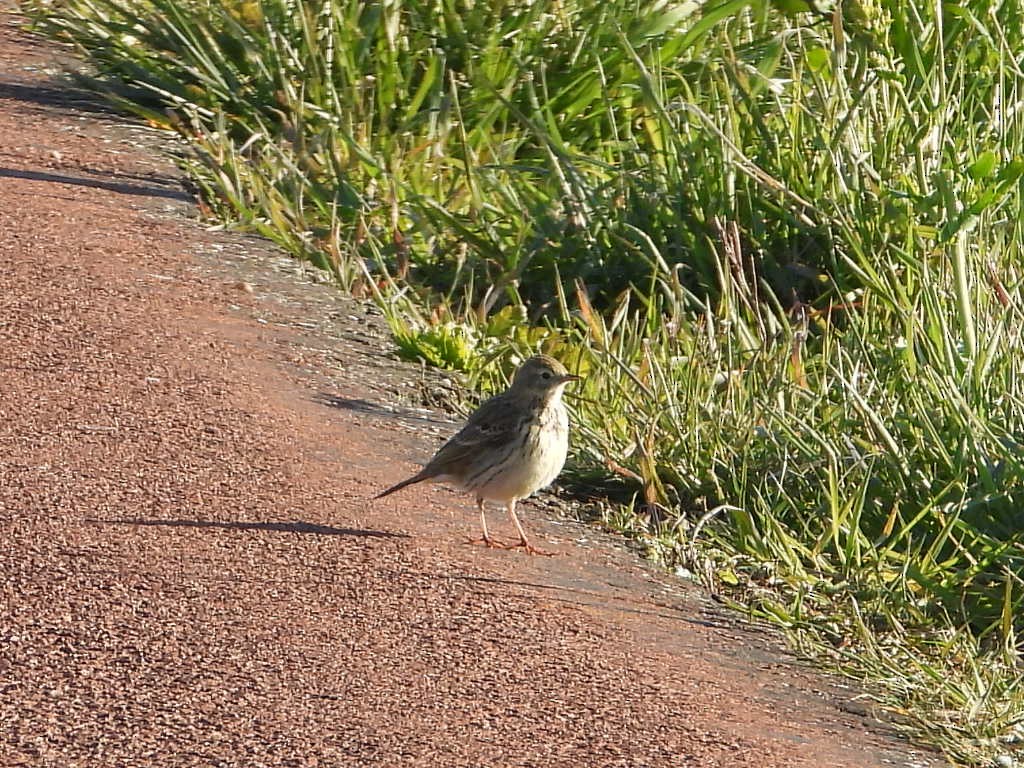 Meadow Pipit - Jan Roedolf