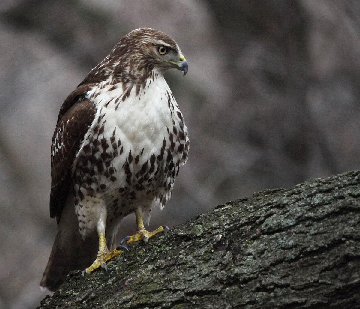 Red-tailed Hawk - ML220330401