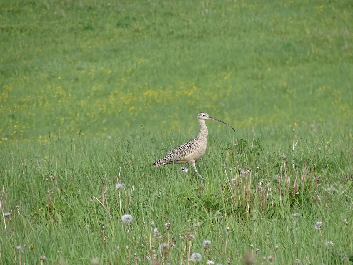 Long-billed Curlew - ML220331311