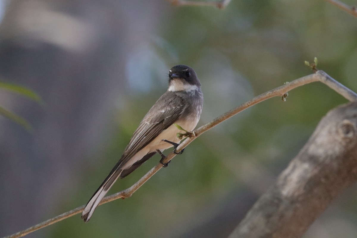 Northern Fantail (Northern) - ML220332071