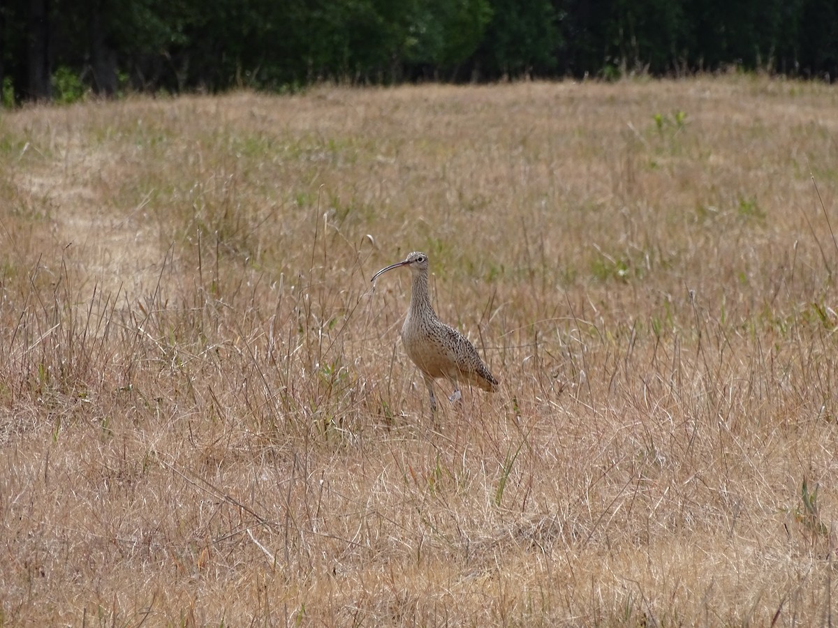 Long-billed Curlew - Graham Sorenson