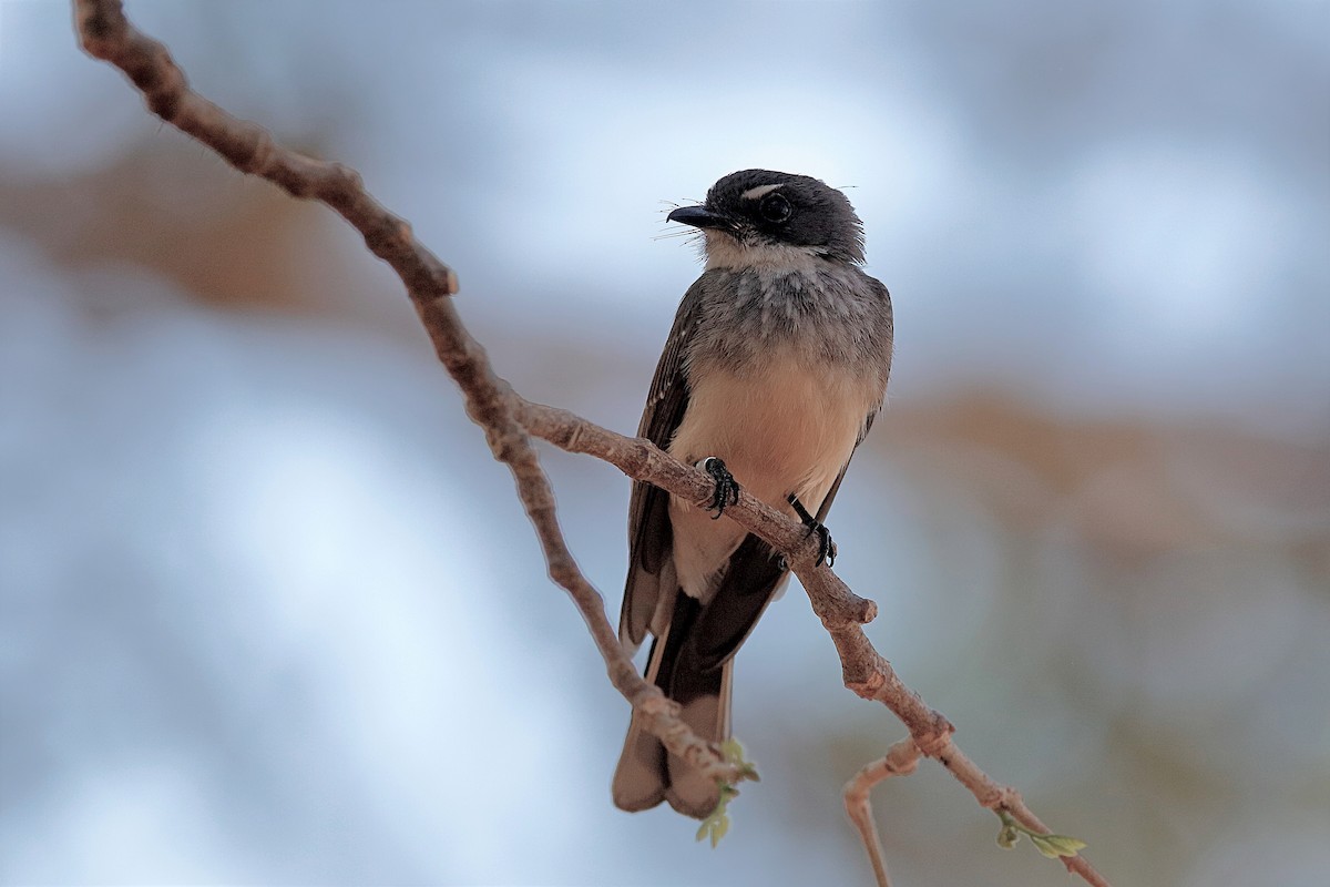 Northern Fantail (Northern) - ML220332091