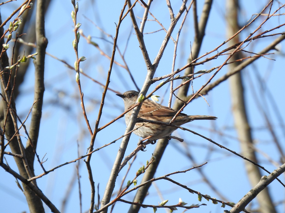 Dunnock - ML220332821