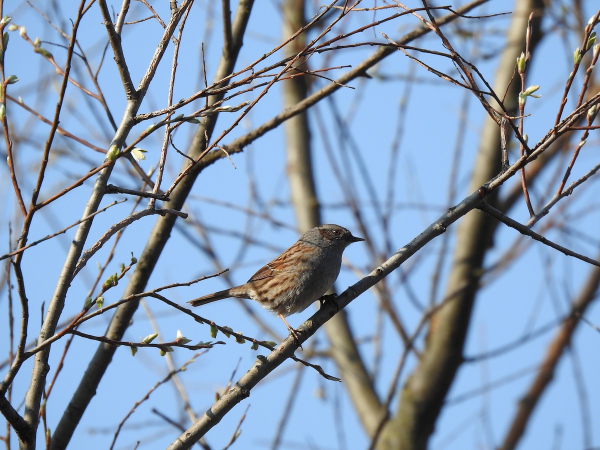 Dunnock - ML220332831