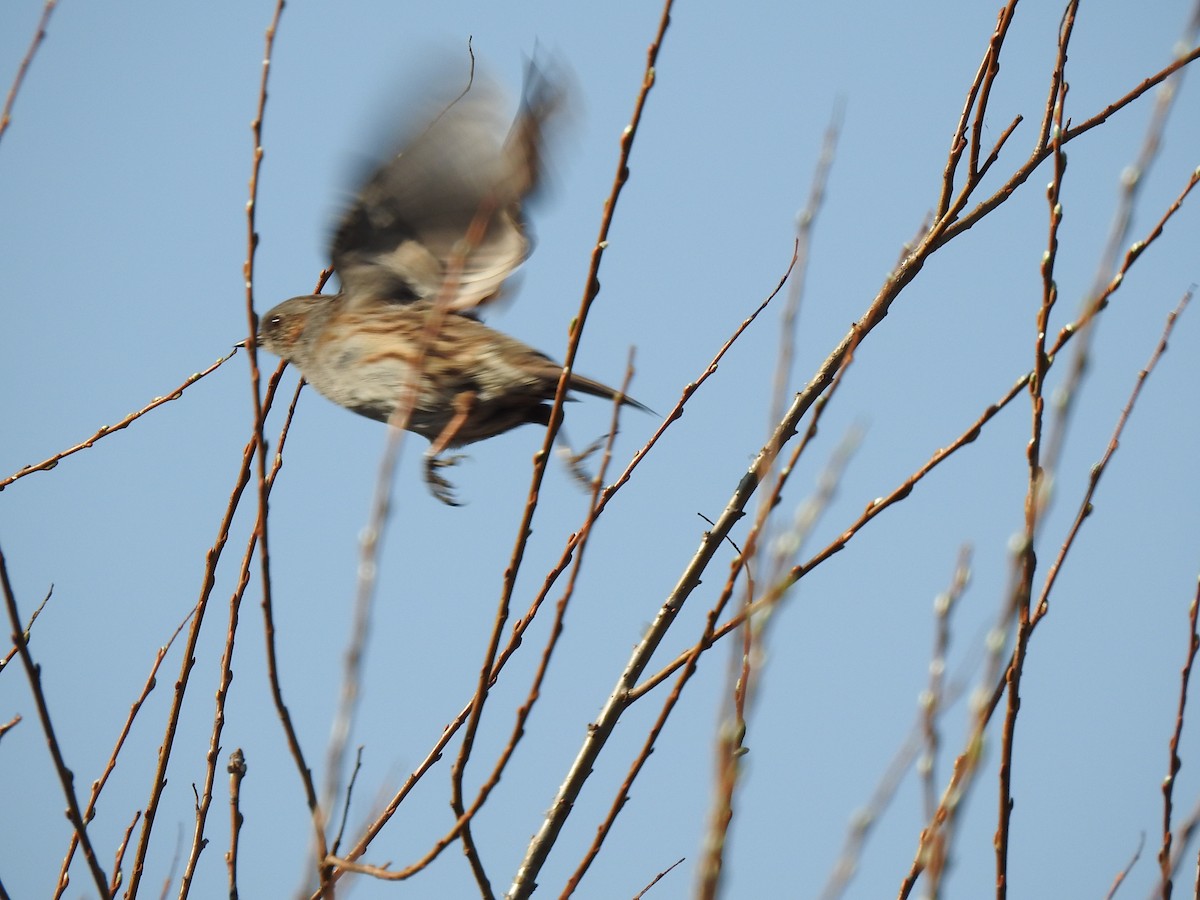 Dunnock - ML220332841