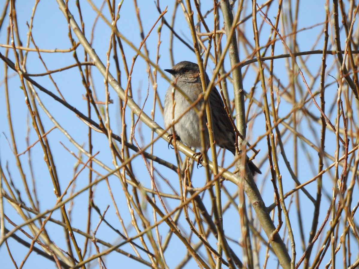 Dunnock - ML220332871