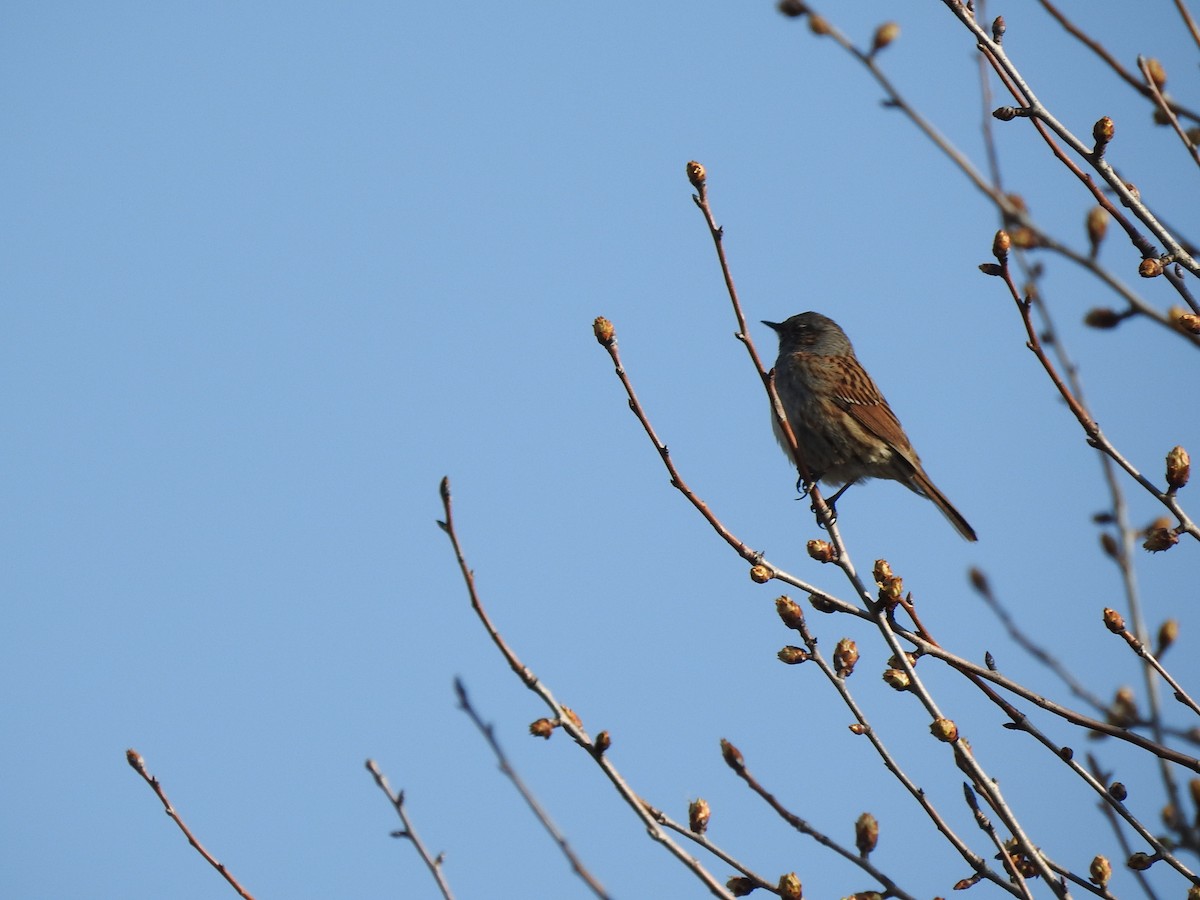 Dunnock - ML220333021