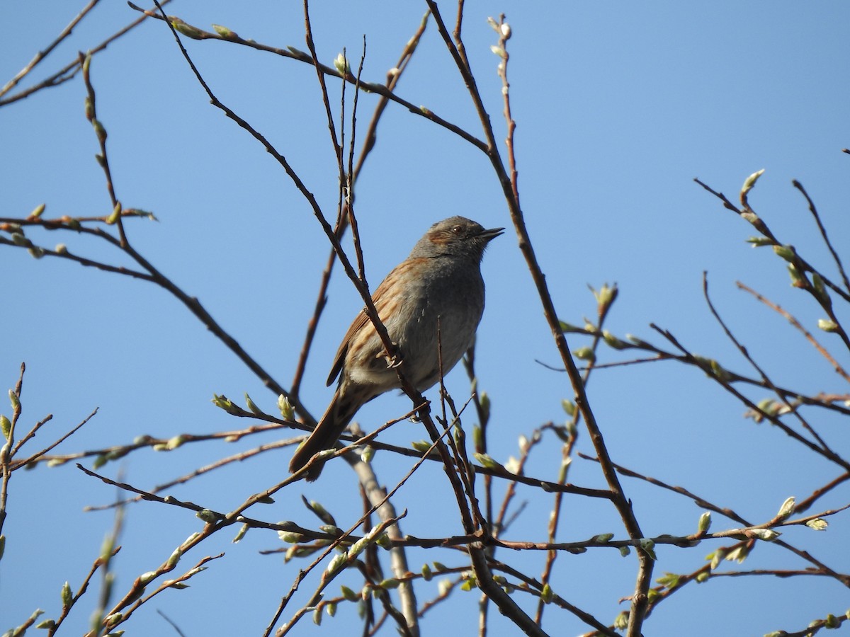 Dunnock - ML220333091