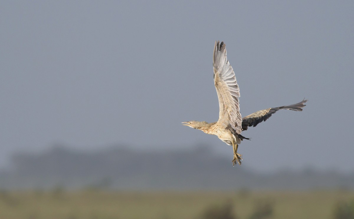 Pinnated Bittern - ML220333791