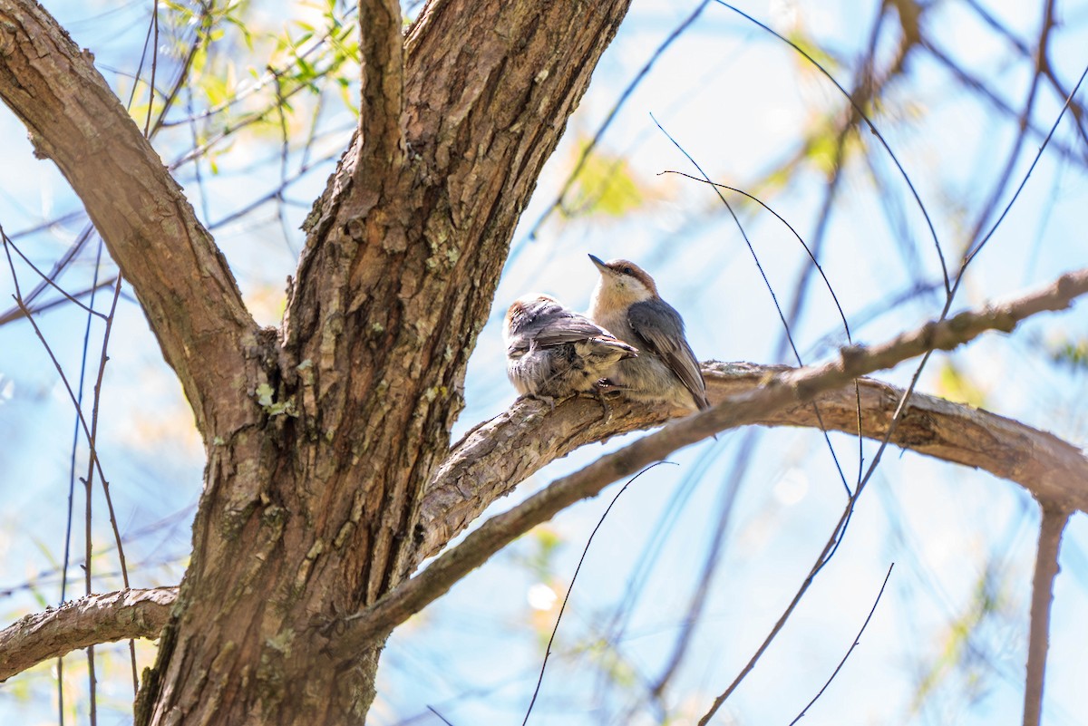 Brown-headed Nuthatch - ML220336411