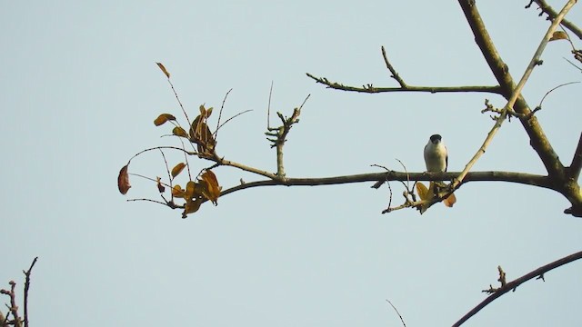 Black-crowned Tityra - ML220336561