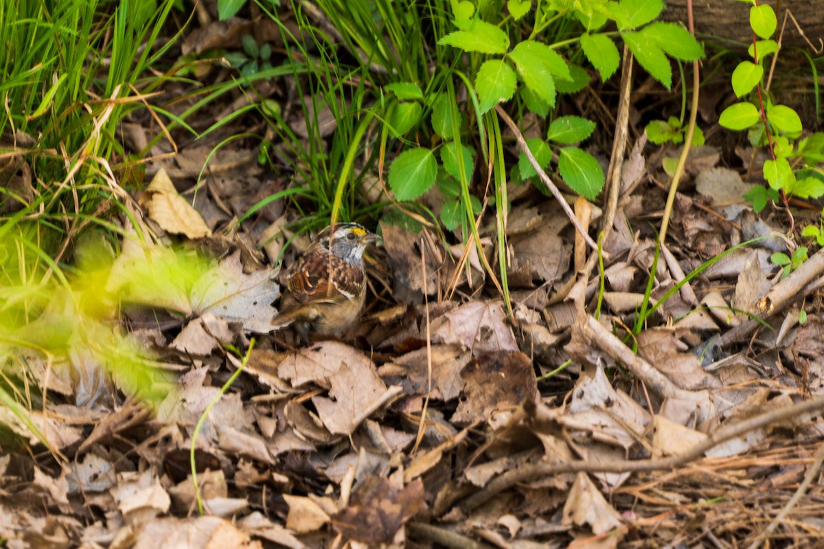 White-throated Sparrow - ML220336821