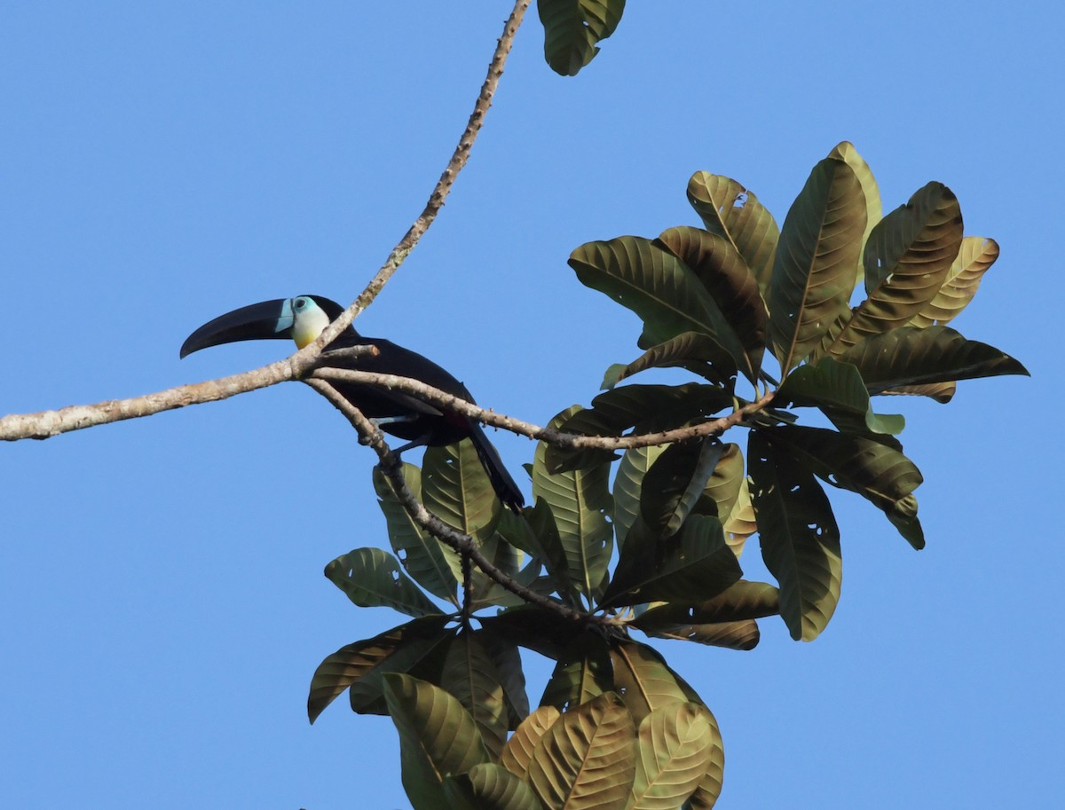 Channel-billed Toucan - ML220337961