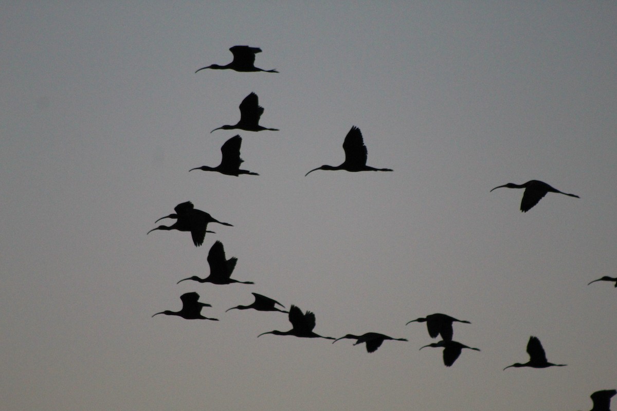 White-faced Ibis - ML220338511