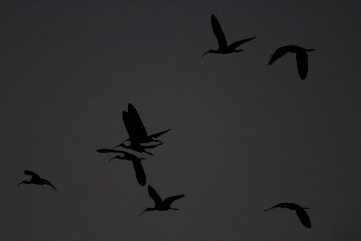 White-faced Ibis - ML220338541