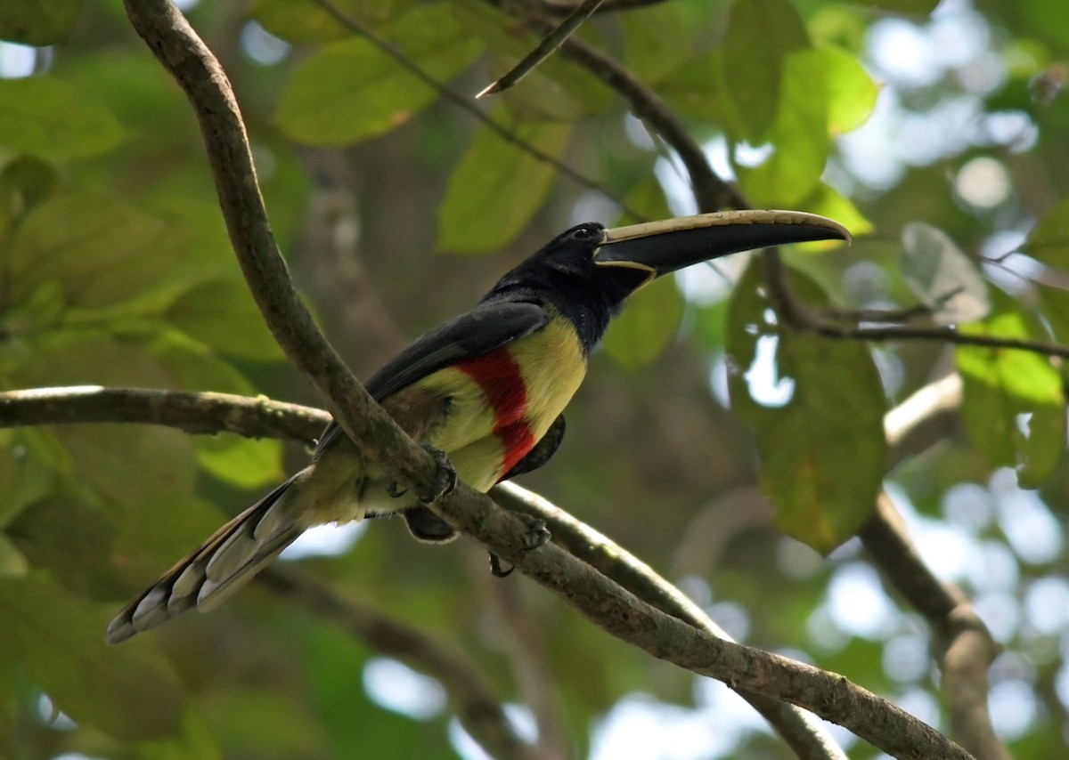 Black-necked Aracari - ML220339451