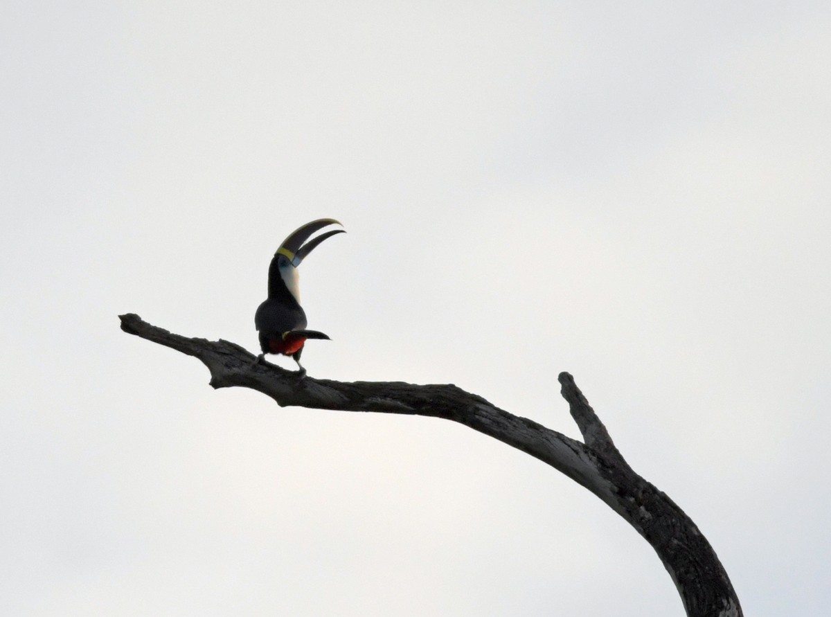 White-throated Toucan - ML220339551