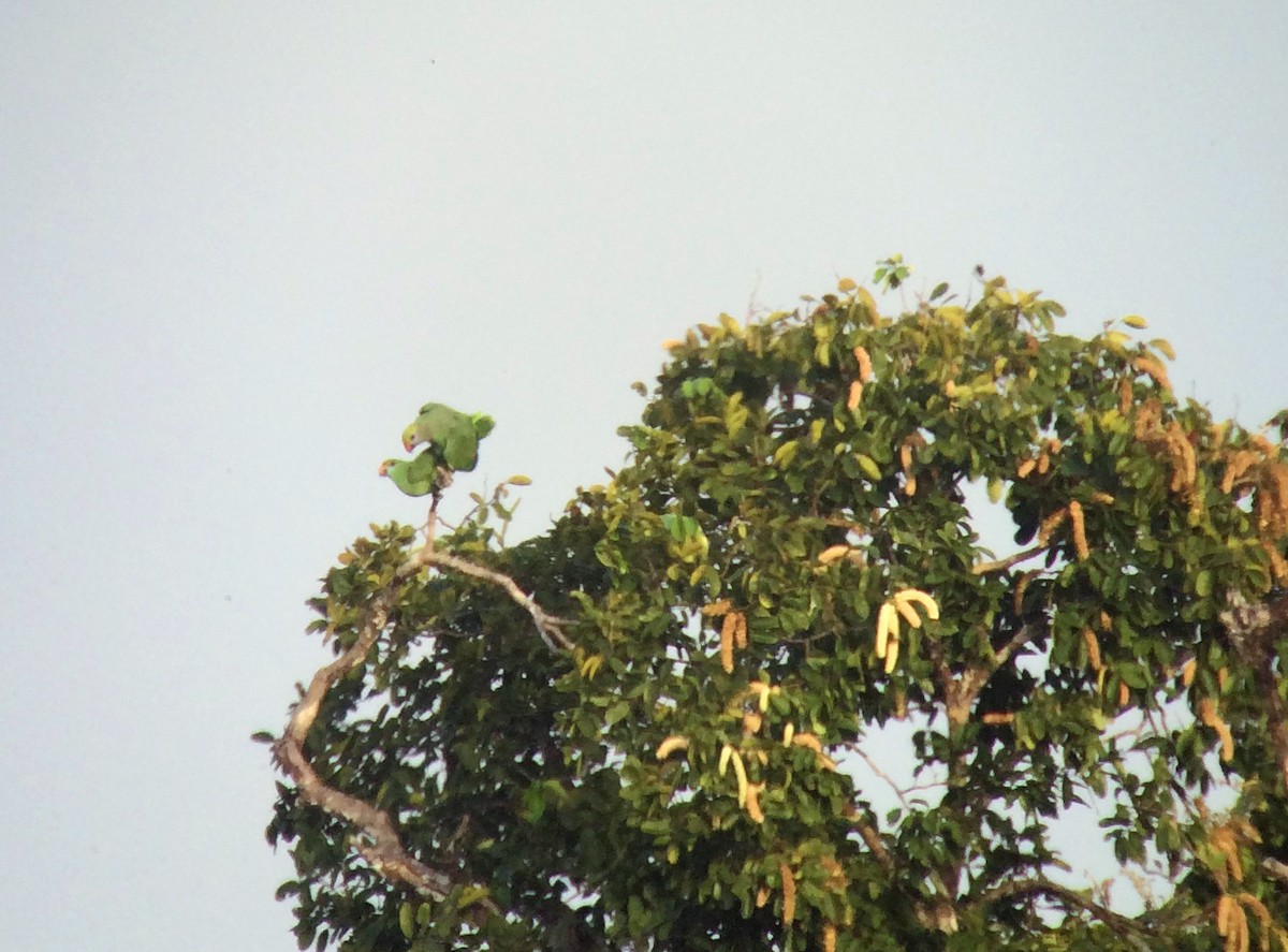 Blue-cheeked Parrot - ML220339991