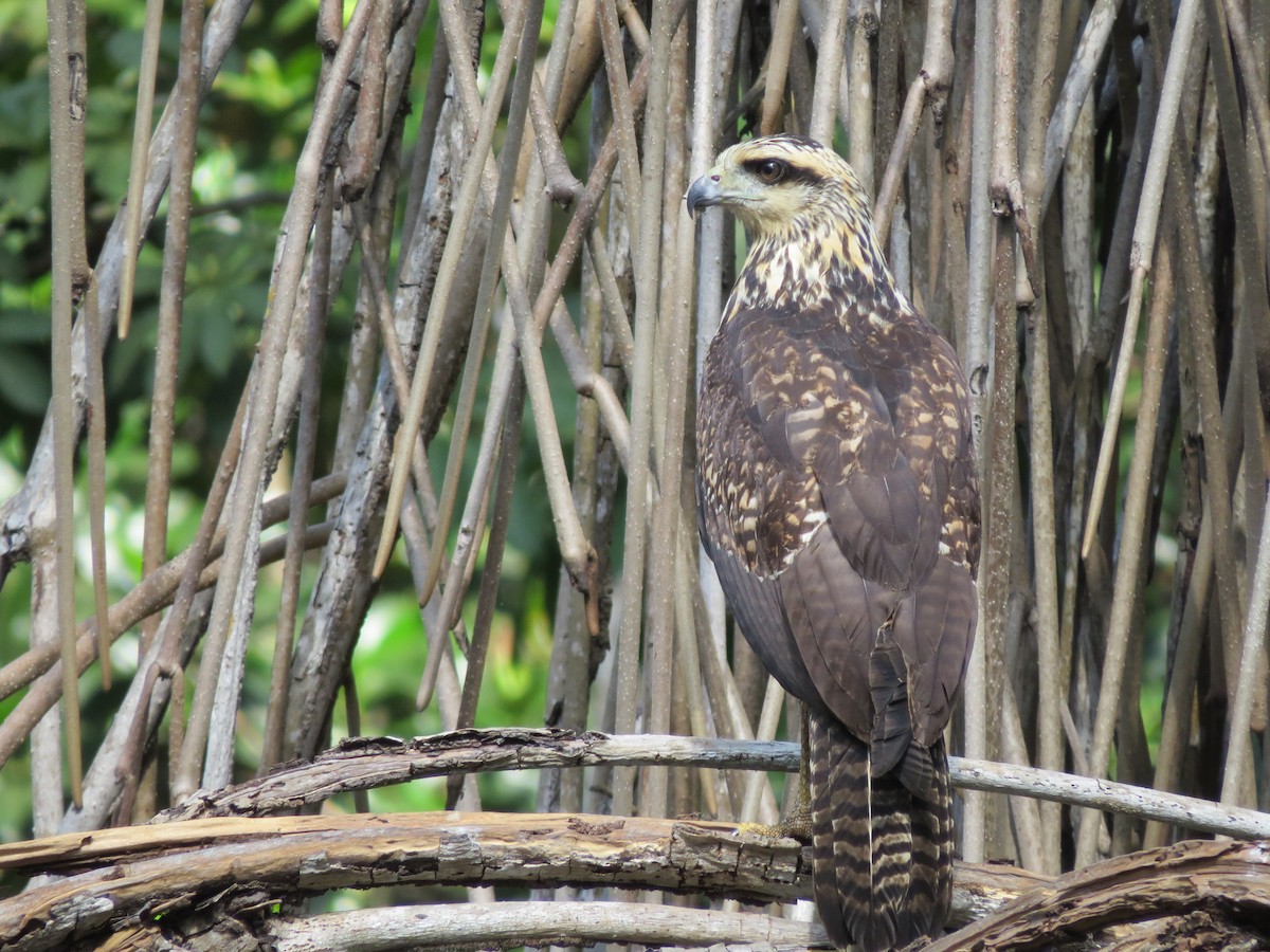 Great Black Hawk - Steve Juhasz