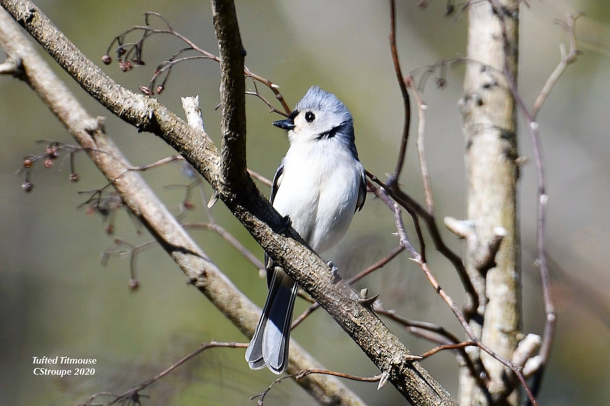 Tufted Titmouse - ML220340371