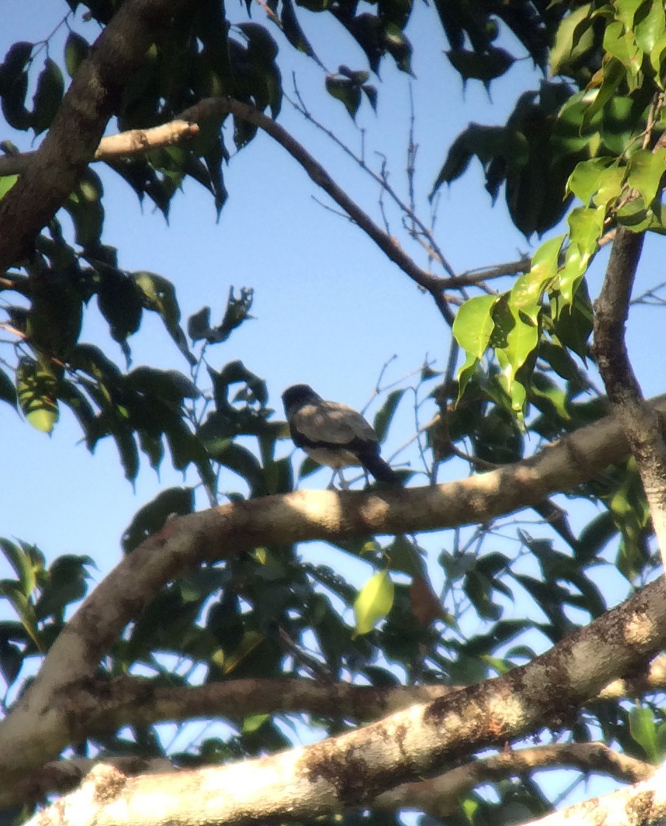 Black-tailed Tityra - ML220340381