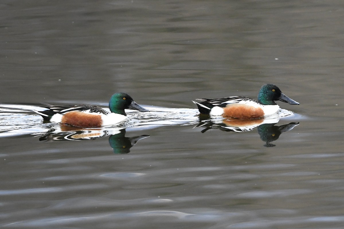 Northern Shoveler - ML220341321