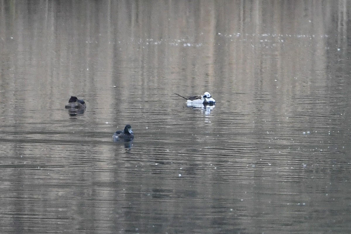 Long-tailed Duck - ML220341371