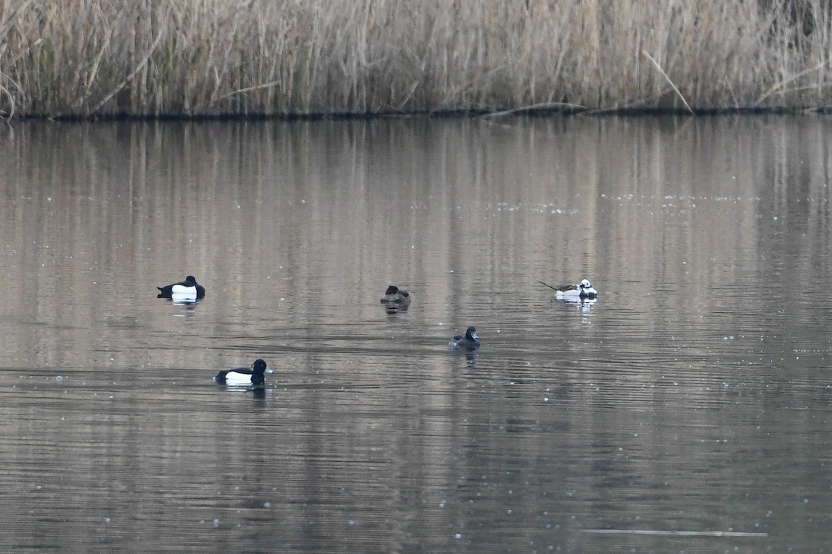 Long-tailed Duck - ML220341391